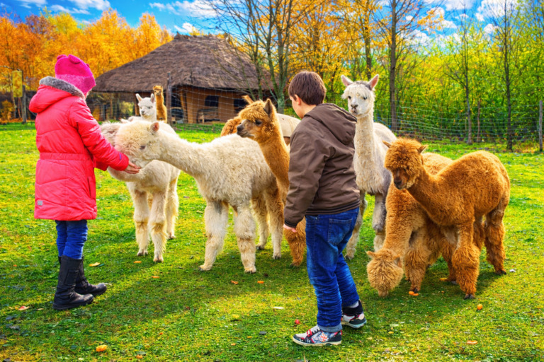 Vaikų dienos stovykla - MiMiDO - Apsilankymas Alpakų ūkyje